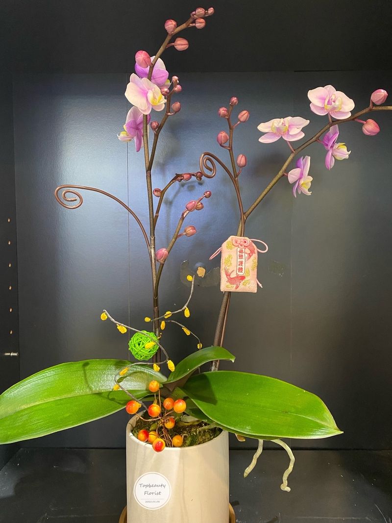 梅花爭妍-2菖