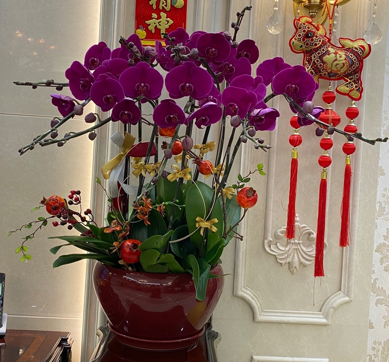 紫紅大花-10菖