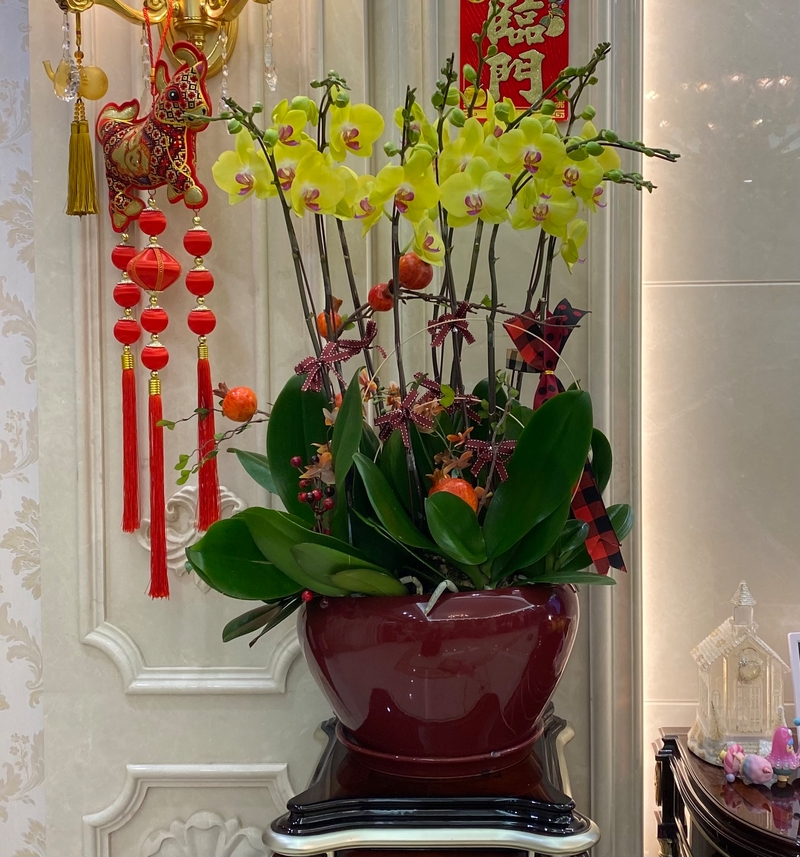 綠花大花-10菖
