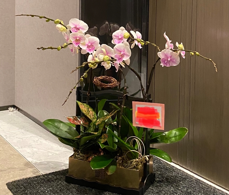 淺粉大花-6菖