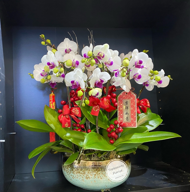 紅妝雪玉-10菖